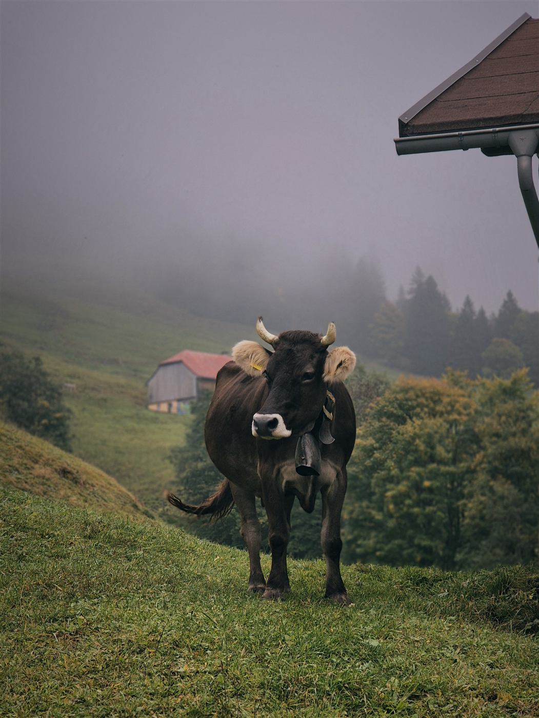 A cow standing in fog on a green hillside